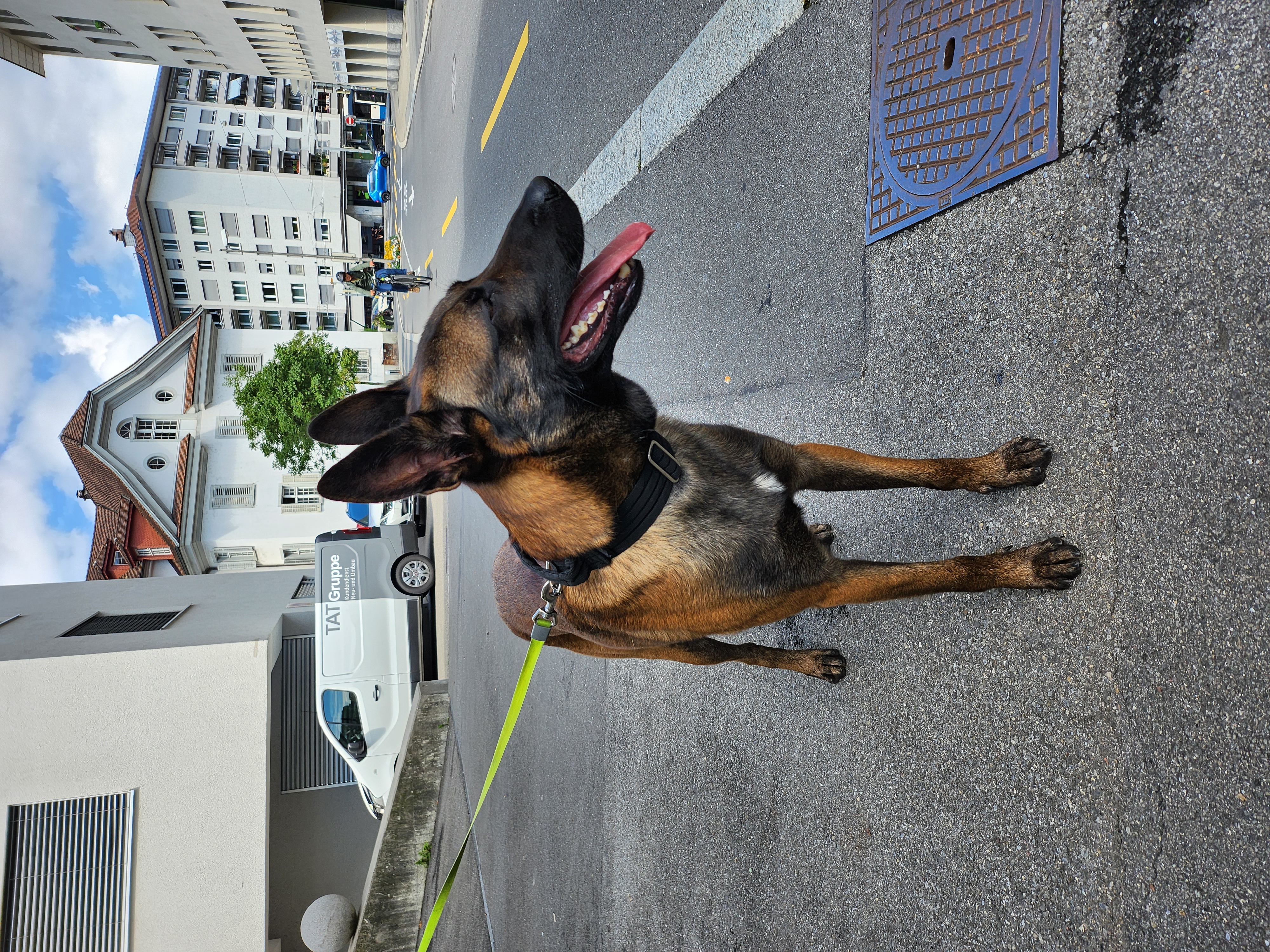 Samsung Galaxy Z Flip 4 Kamera-Test: Schnappschuss mit Hund.