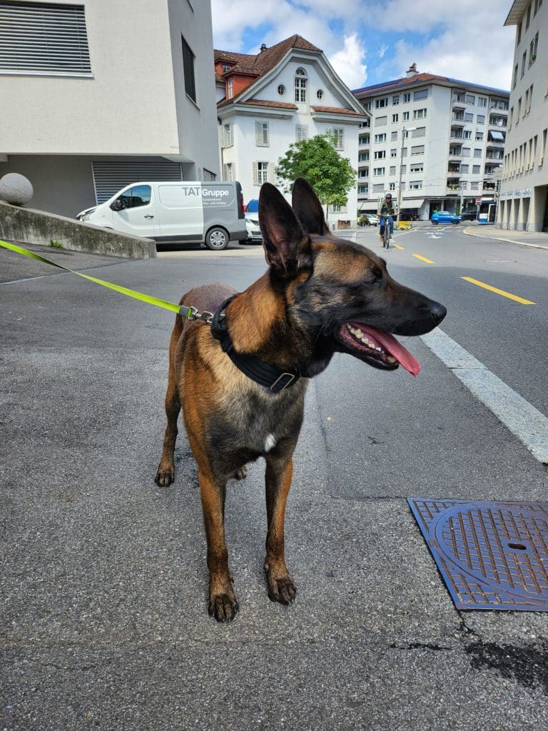 Samsung Galaxy Z Flip 4 Kamera-Test: Schnappschuss mit Hund.